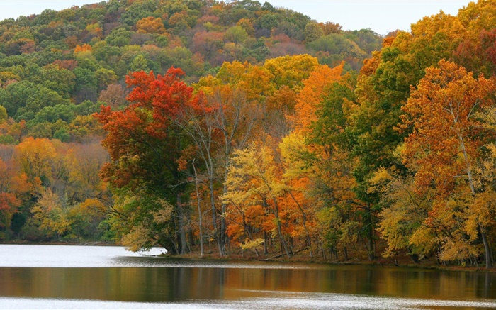 Árvores, rio, outono Papéis de Parede, imagem