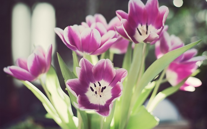 flores da tulipa, pétalas, brilho, bokeh Papéis de Parede, imagem