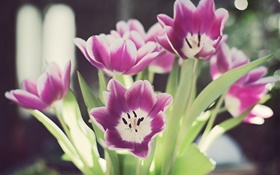 flores da tulipa, pétalas, brilho, bokeh HD Papéis de Parede