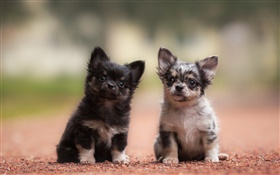 Dois cães, filhotes de cachorro, preto e cinza HD Papéis de Parede