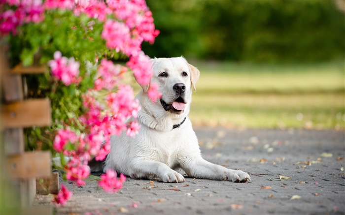 Cão branco, flores Papéis de Parede, imagem