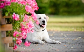 Cão branco, flores