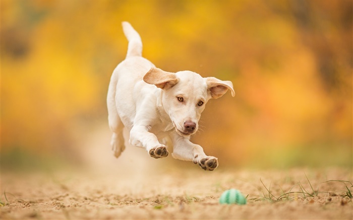 Cão branco, filhote de cachorro, salto, bola do jogo Papéis de Parede, imagem
