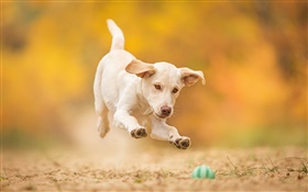 Cão branco, filhote de cachorro, salto, bola do jogo