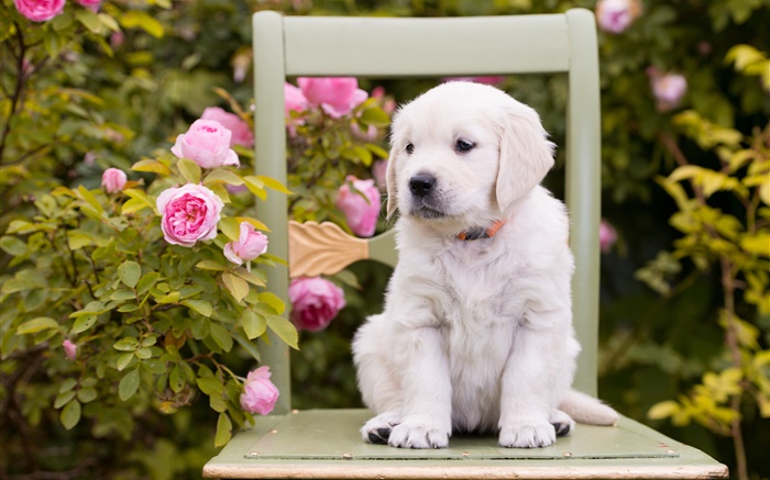 Cão branco, filhote de cachorro, flores cor de rosa, cadeira Papéis de Parede, imagem