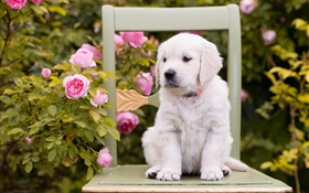 Cão branco, filhote de cachorro, flores cor de rosa, cadeira