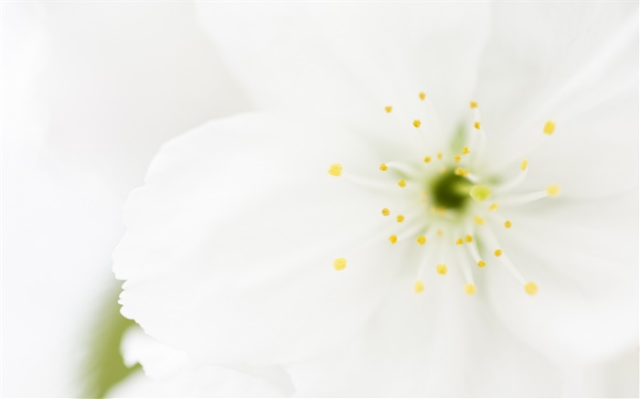 Flor branca pétalas close-up, macro fotografia Papéis de Parede, imagem