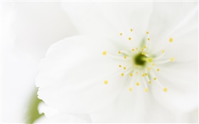 Flor branca pétalas close-up, macro fotografia HD Papéis de Parede