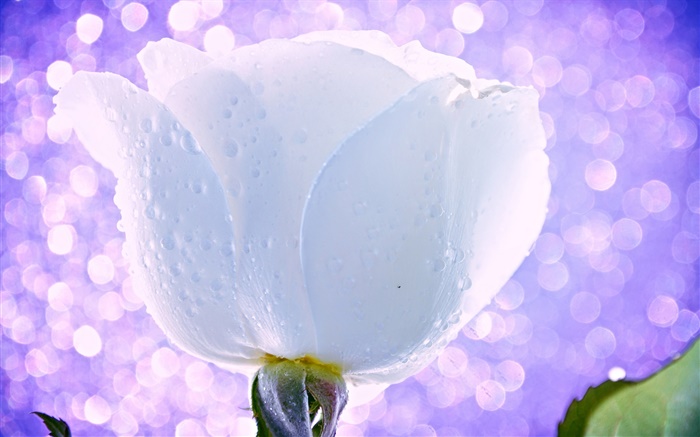 Flor branca, rosa, gotas de água, orvalho, luz, brilho Papéis de Parede, imagem