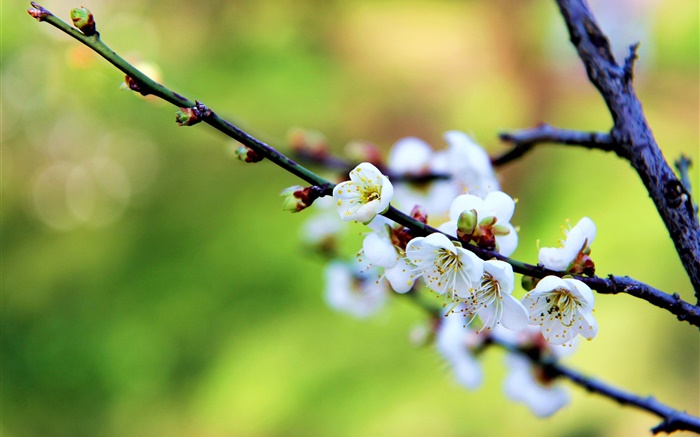 Flores brancas, flores de ameixa, primavera Papéis de Parede, imagem
