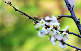 Flores brancas, flores de ameixa, primavera
