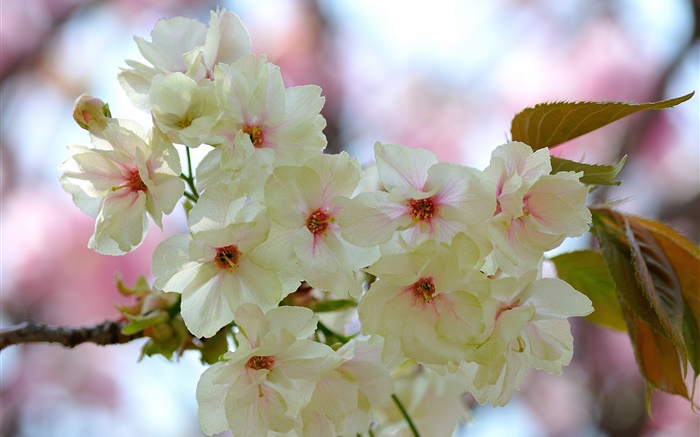Branco pétalas cor de rosa, galhos, flores, primavera Papéis de Parede, imagem
