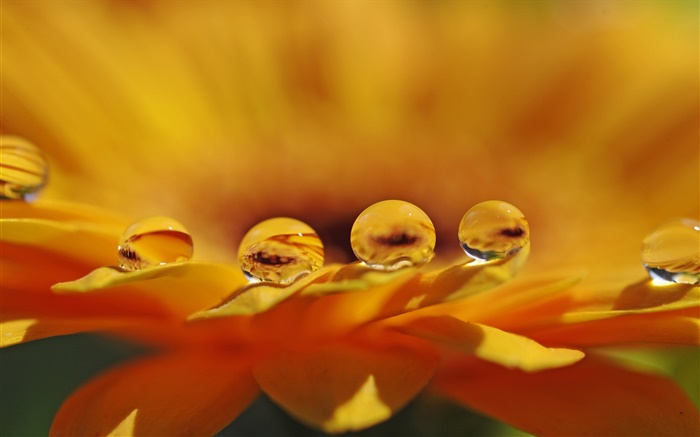 Flor macro, pétalas, gotas de água amarela Papéis de Parede, imagem