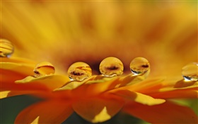 Flor macro, pétalas, gotas de água amarela HD Papéis de Parede