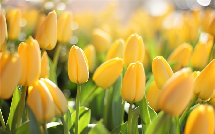 Flores amarelas, tulipas, brilho Papéis de Parede, imagem