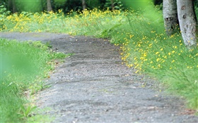 Flores silvestres amarelas, caminho, embaçada