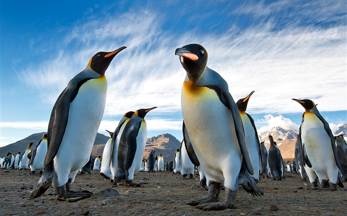 Animais close-up, pinguins, céu, nuvens Papéis de Parede, imagem