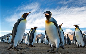 Animais close-up, pinguins, céu, nuvens HD Papéis de Parede