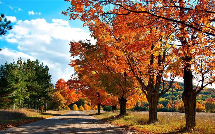 Outono, estrada, árvores Papéis de Parede, imagem