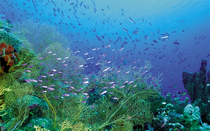 Submarinas, belas plantas e peixes Papéis de Parede, imagem
