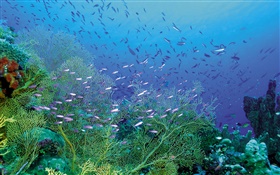 Submarinas, belas plantas e peixes HD Papéis de Parede