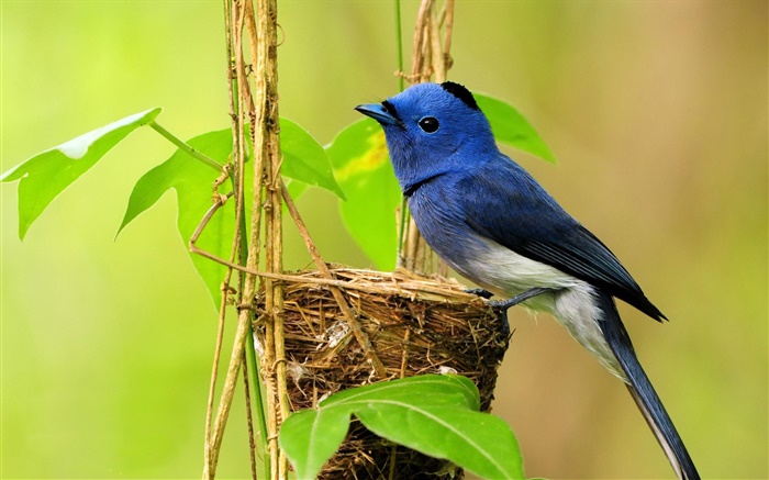 Pássaro azul, ninho, folhas Papéis de Parede, imagem