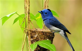 Pássaro azul, ninho, folhas