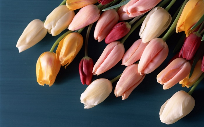 Flores de brotamento, tulipas Papéis de Parede, imagem