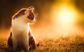 Gato no por do sol