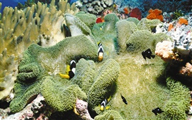 Coral, peixes do palhaço, subaquático