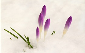 Açafrão, neve, flores roxas HD Papéis de Parede