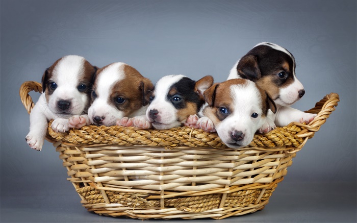 Cinco filhotes de cachorro, cesta Papéis de Parede, imagem