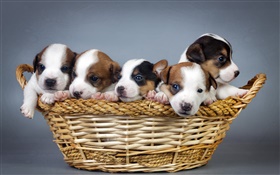 Cinco filhotes de cachorro, cesta HD Papéis de Parede