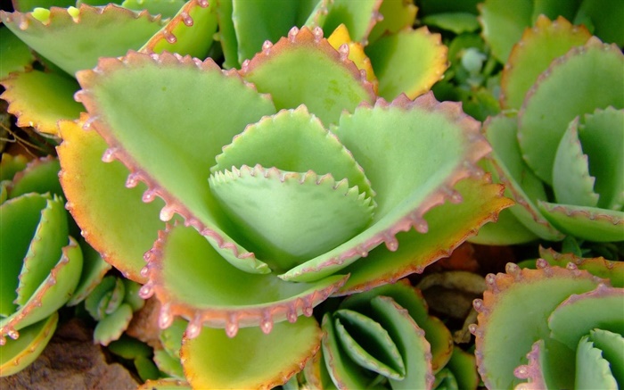 Aloe verde deixa o close-up Papéis de Parede, imagem