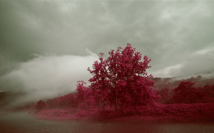 Lake, névoa, árvores, folhas vermelhas, outono Papéis de Parede, imagem
