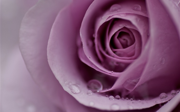 Luz rosa do roxo, pétalas de flores, gotas de água, close-up Papéis de Parede, imagem