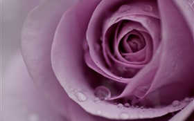 Luz rosa do roxo, pétalas de flores, gotas de água, close-up
