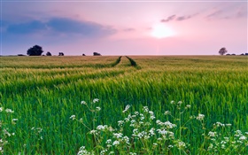 Cenário da natureza, campo, grama, flores, verão, pôr do sol HD Papéis de Parede