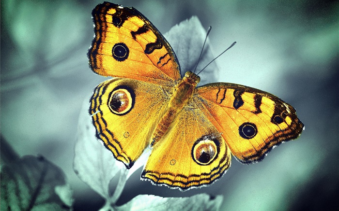 borboleta alaranjada Papéis de Parede, imagem