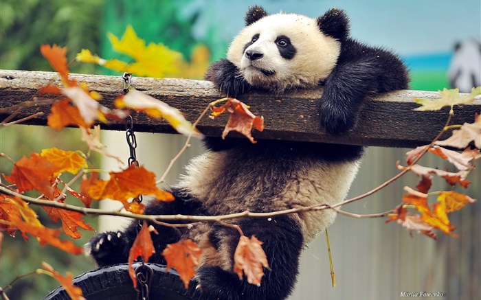 Panda árvore escalada, folhas amarelas, outono Papéis de Parede, imagem