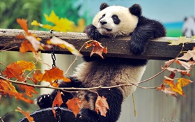 Panda árvore escalada, folhas amarelas, outono