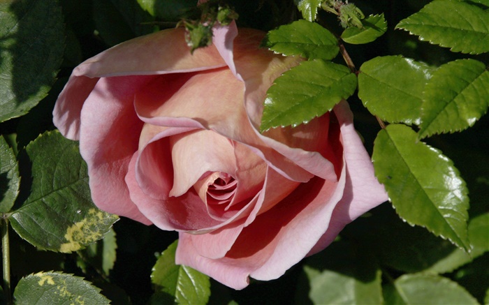 Rosa pink, brotos, folhas Papéis de Parede, imagem