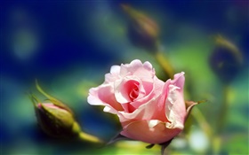 Rosa rosa flor close-up, botões, borrão HD Papéis de Parede