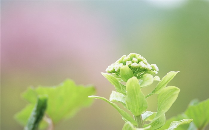 Plantas close-up, flores verdes Papéis de Parede, imagem