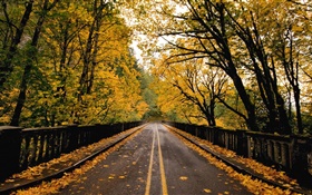 Estrada, árvores, folhas amarelas, outono