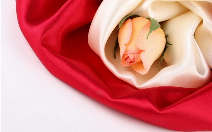 Flor de Rosa, seda Papéis de Parede, imagem
