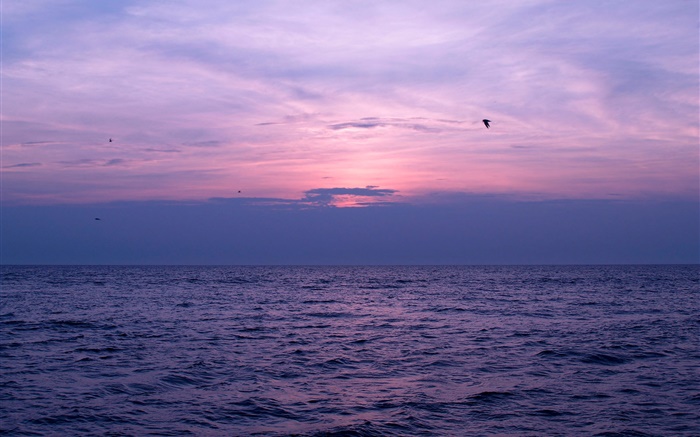 Mar, sol, céu, nuvens, pássaros Papéis de Parede, imagem