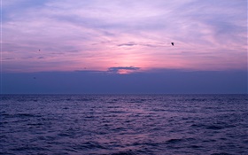 Mar, sol, céu, nuvens, pássaros HD Papéis de Parede
