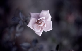 Única rosa rosa, pétalas, macro fotografia