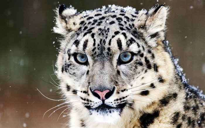 Leopardo da neve, rosto, olhos azuis Papéis de Parede, imagem